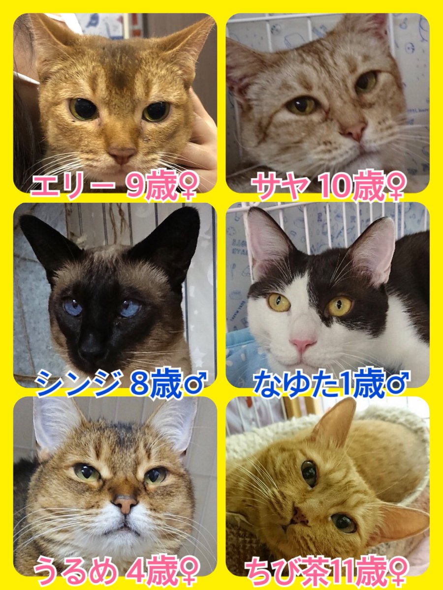 🐾今日の里親様募集中ニャンコ🐱メンバーです🐾2019,6,7